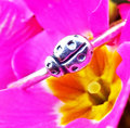 Silver ladybug